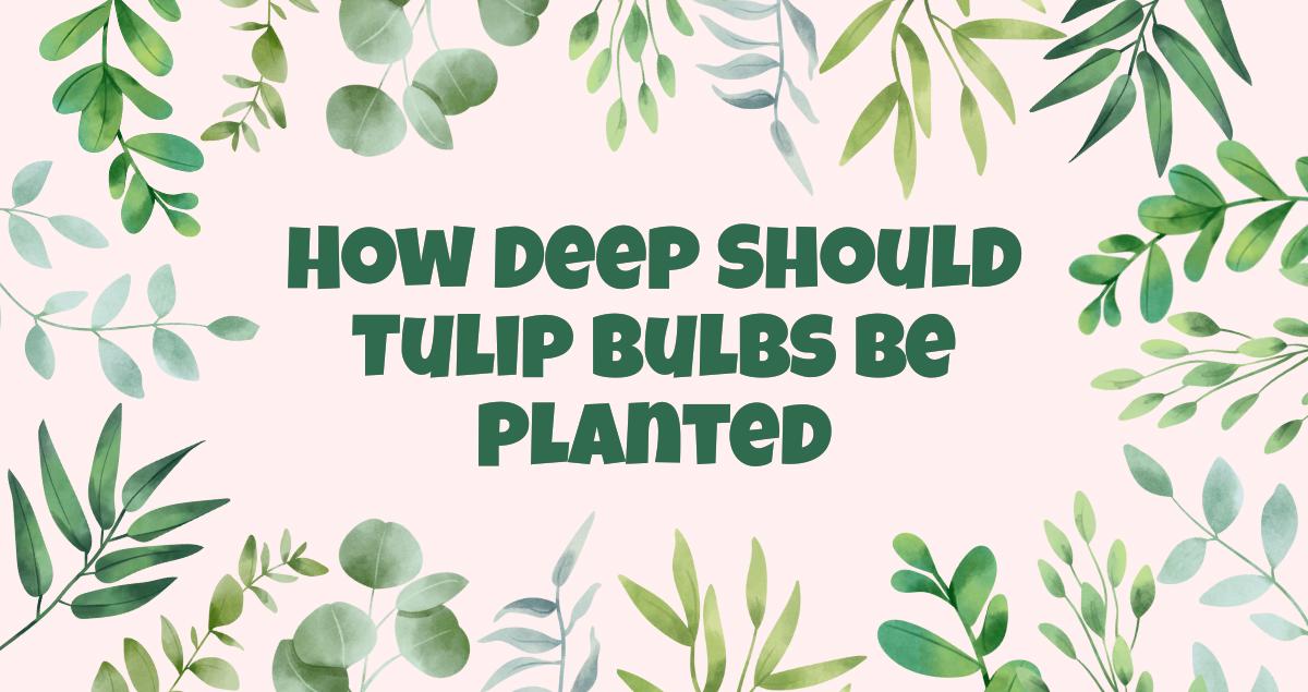 How Deep Should Tulip Bulbs Be Planted