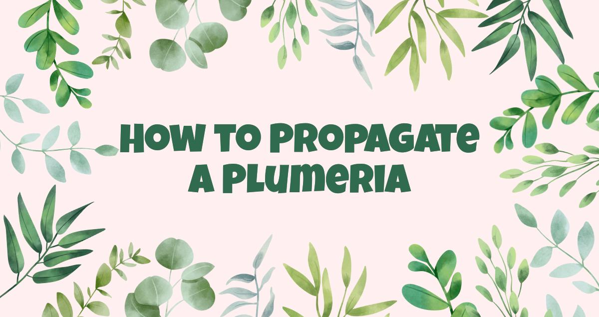 How to Propagate a Plumeria