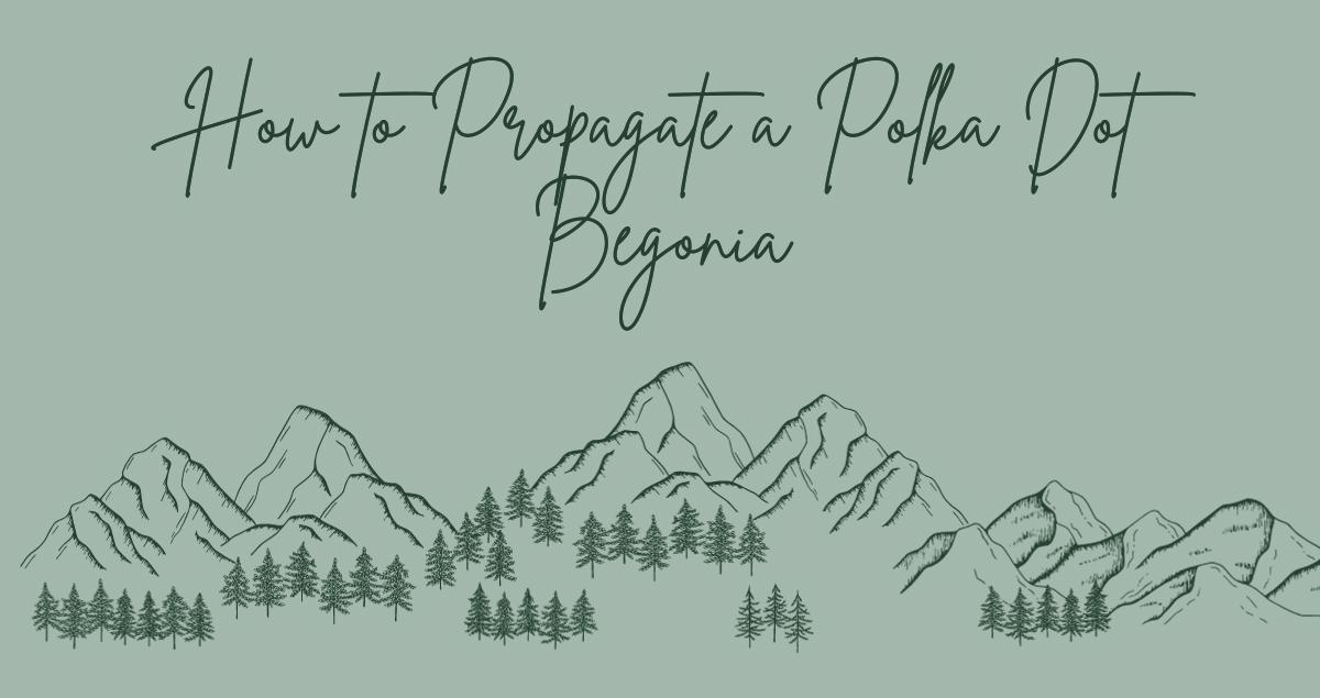 How to Propagate a Polka Dot Begonia