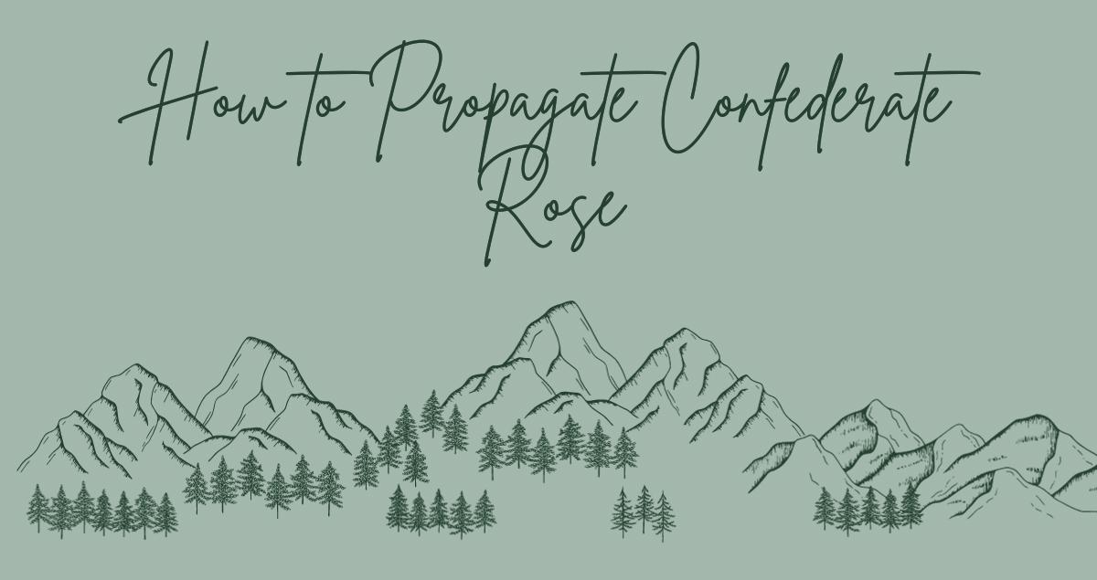 How To Propagate Confederate Rose