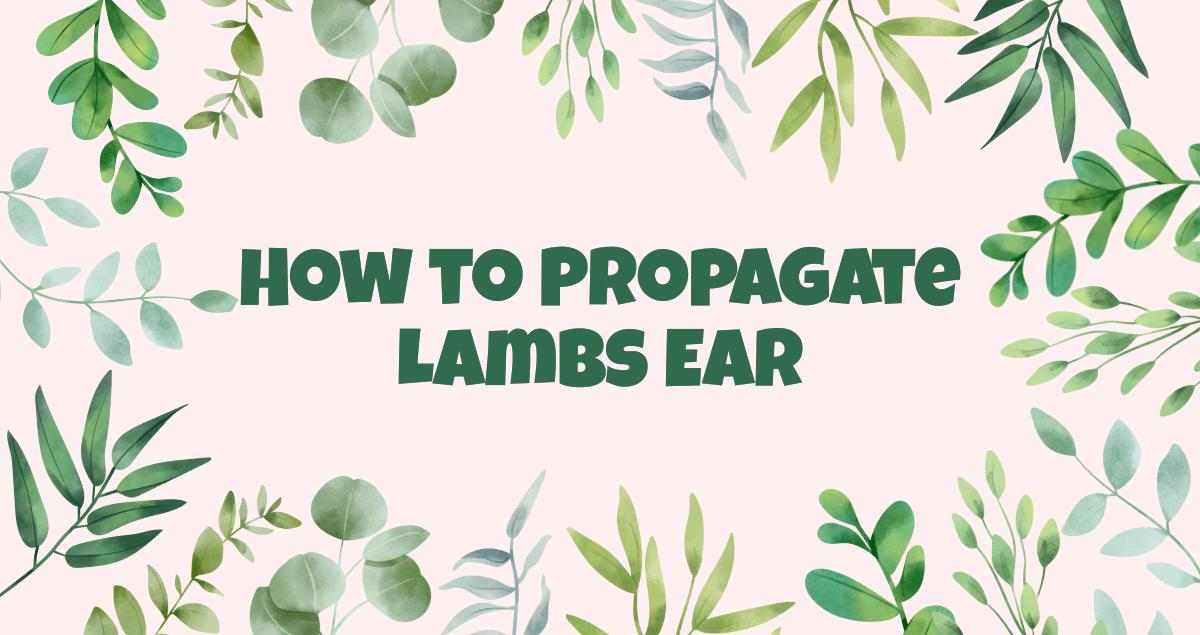 How to Propagate Lambs Ear
