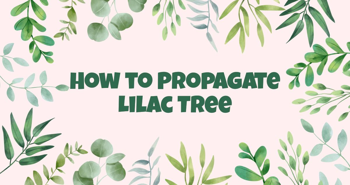 How to Propagate Lilac Tree