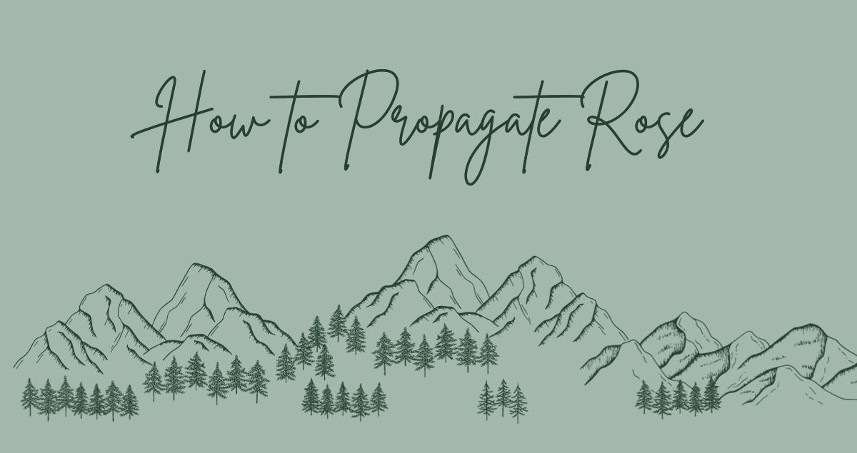 How to Propagate Rose
